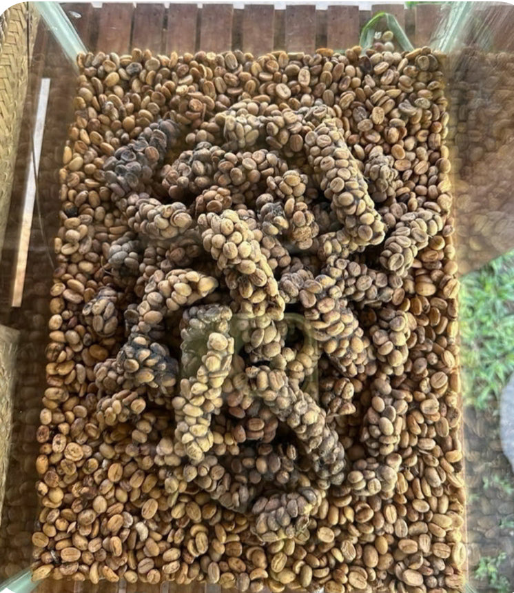 KOPI LUWAK