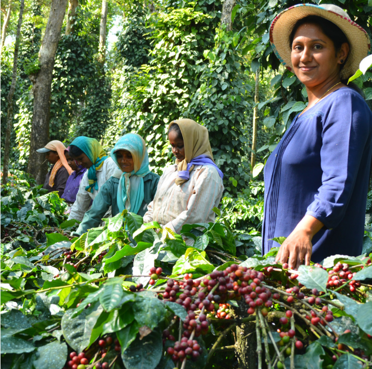 Indian Monsoon Malabar AA